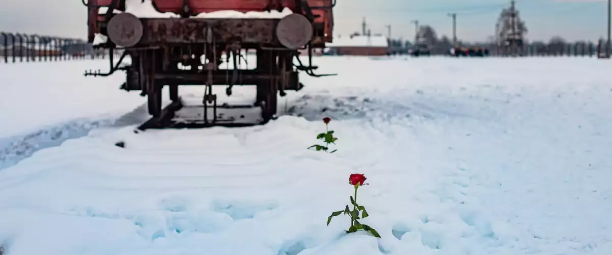 Roses poking out the snow next to a train car at Auschwitz-Birkenau concentration camp